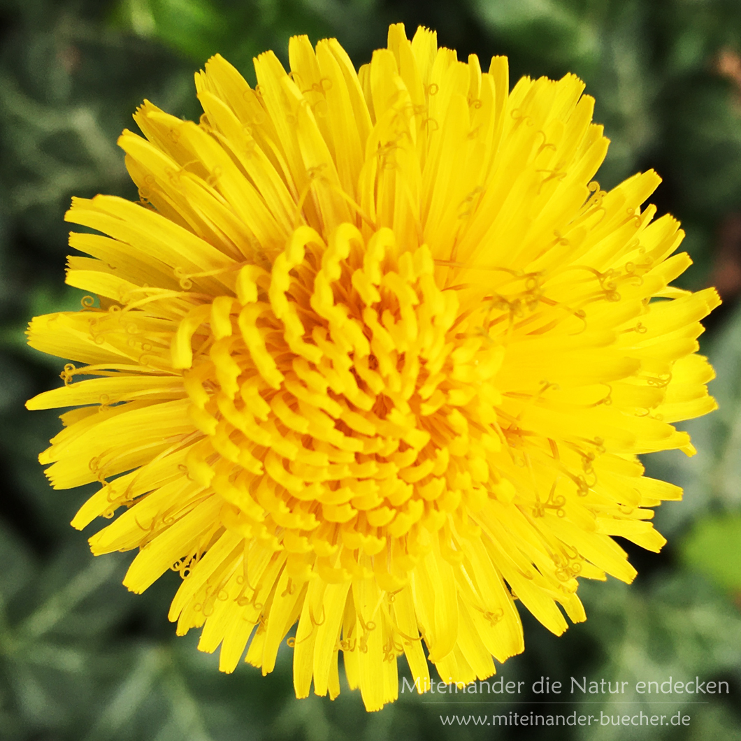 Ein Nützling im Garten – Der Löwenzahn